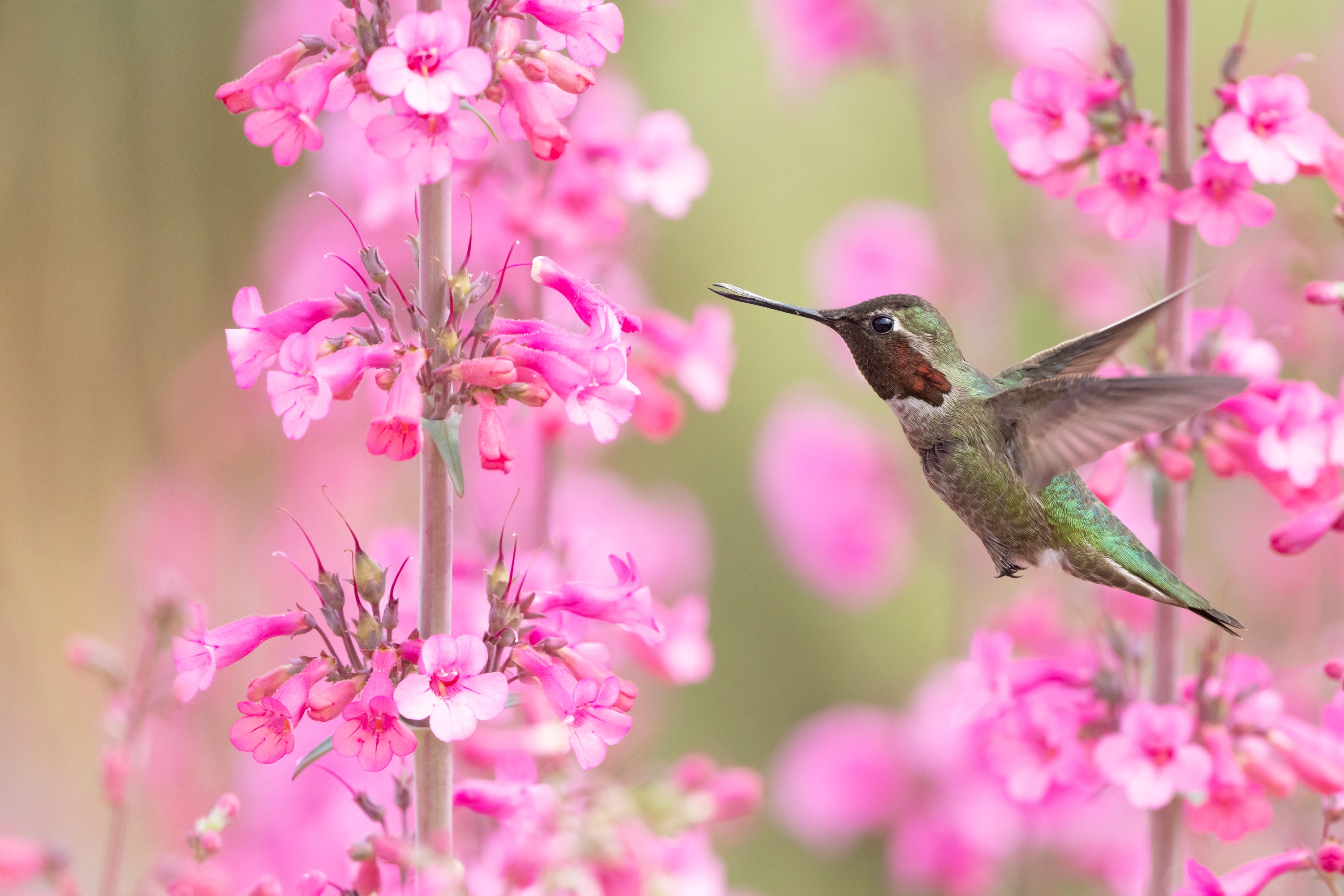 Anna's Hummingbird. Photo: Julie Emede/Audubon Photography Awards